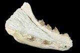Rare, Fossil Bear Dog (Daphoenus) Mandible - South Dakota #143958-3